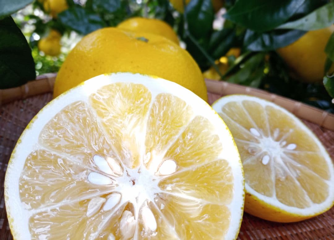 ③世界遺産屋久島産グレープフルーツ10kg　EM栽培農薬不使用　樹上完熟農園直送