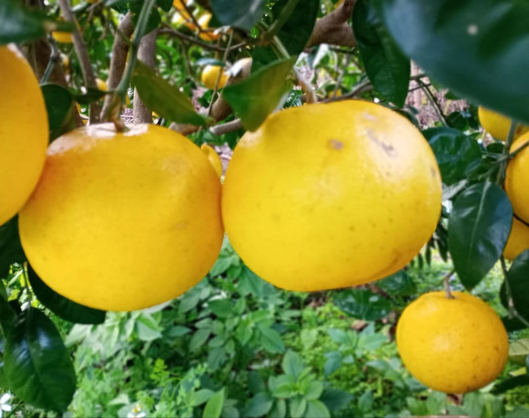 ③世界遺産屋久島産グレープフルーツ10kg　EM栽培農薬不使用　樹上完熟農園直送