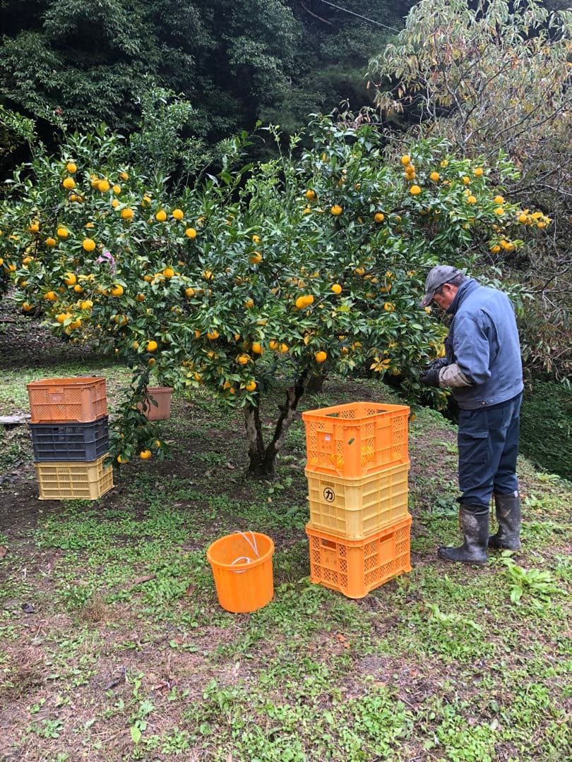 柚子酢　柚子果汁720ml 12本