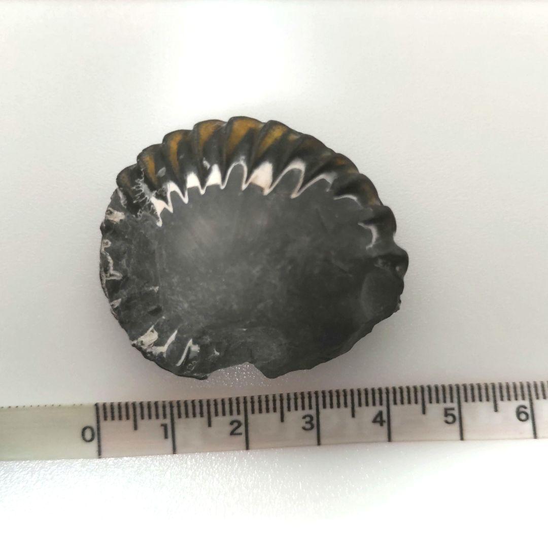 黄鉄鉱化アンモナイト 化石