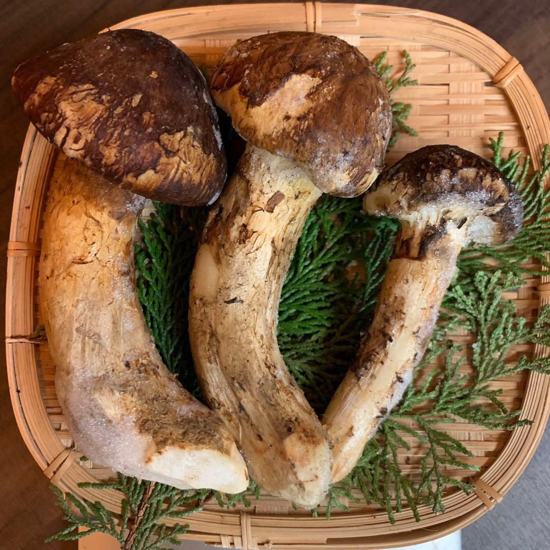 ⑤【岩手県産天然松茸】冷凍松茸　国産本場　つぼみ開き　272g