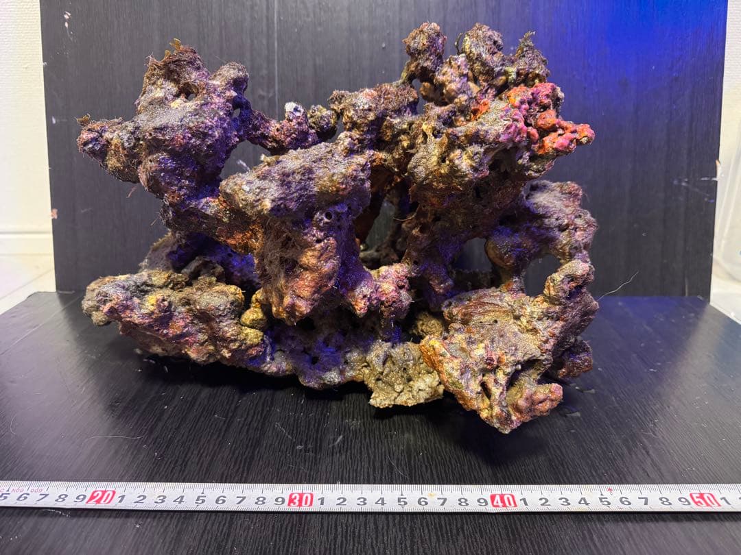 特大 天然ライブロック 1個