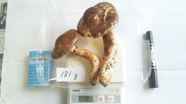 山形県産 松茸 国産 マツタケ まつたけ 松茸専門販売採取その14