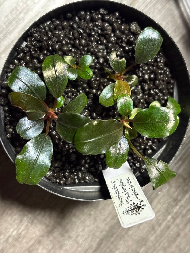 専用　Bucephalandra sp. Black herrykafa
