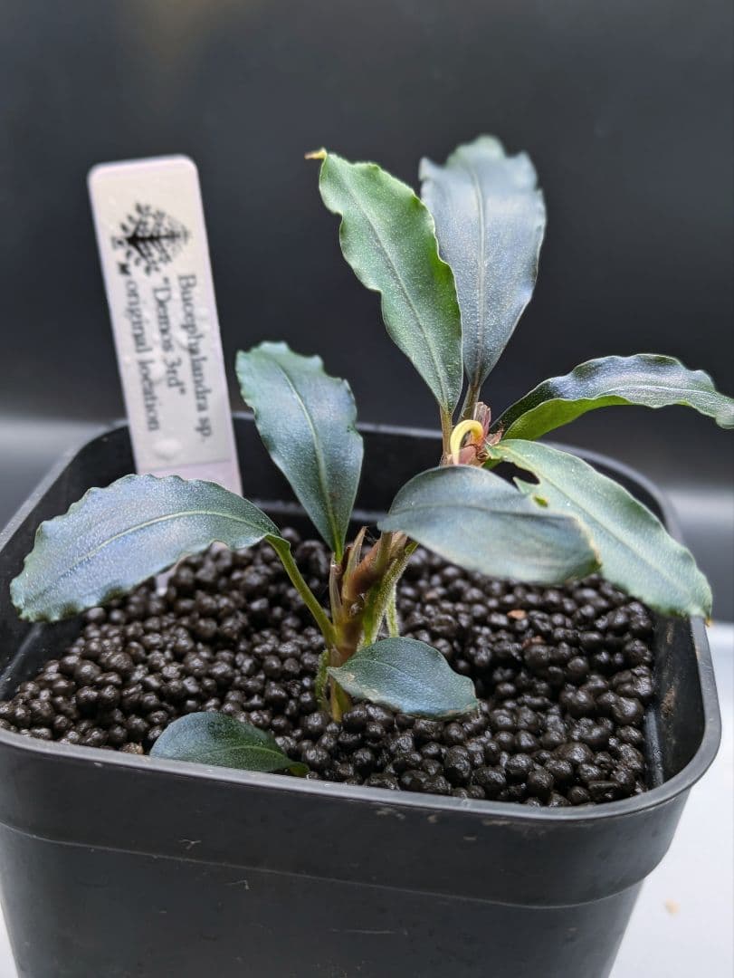 ブセファランドラsp.Demos 3rd【完全水中葉】