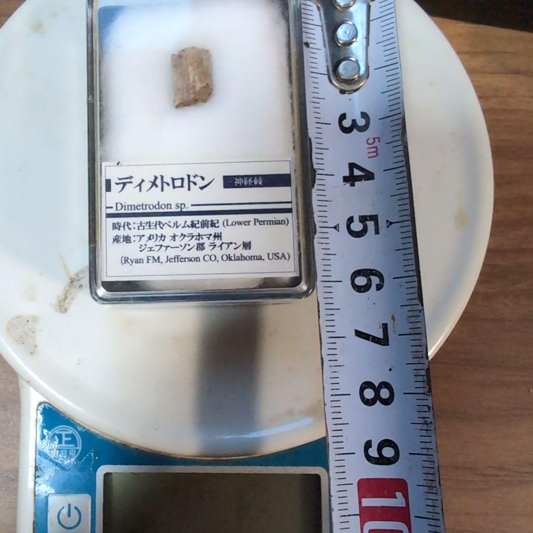 本物　希少　盤竜　ディメトロドンの帆の化石[オクラホマ]