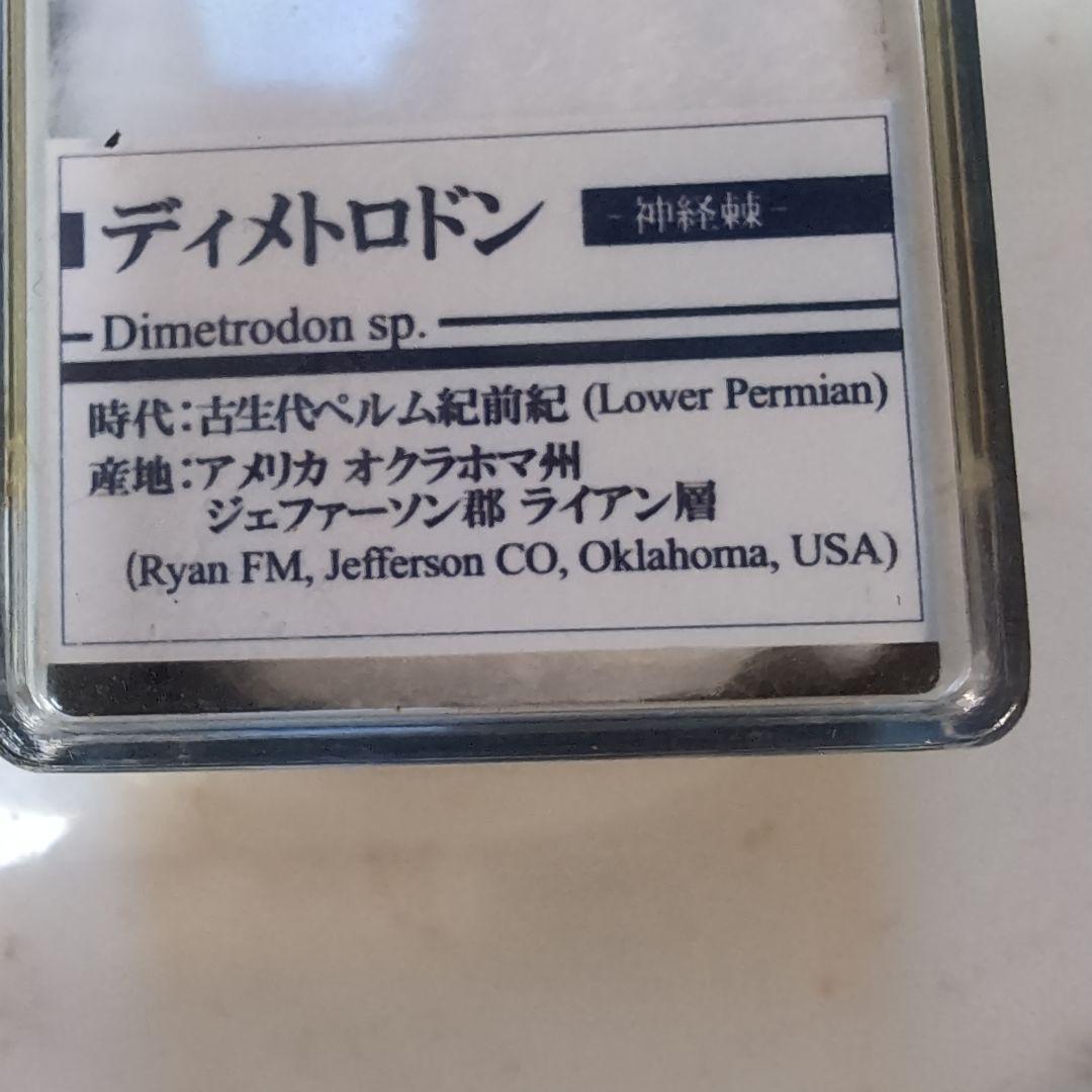 本物　希少　盤竜　ディメトロドンの帆の化石[オクラホマ]