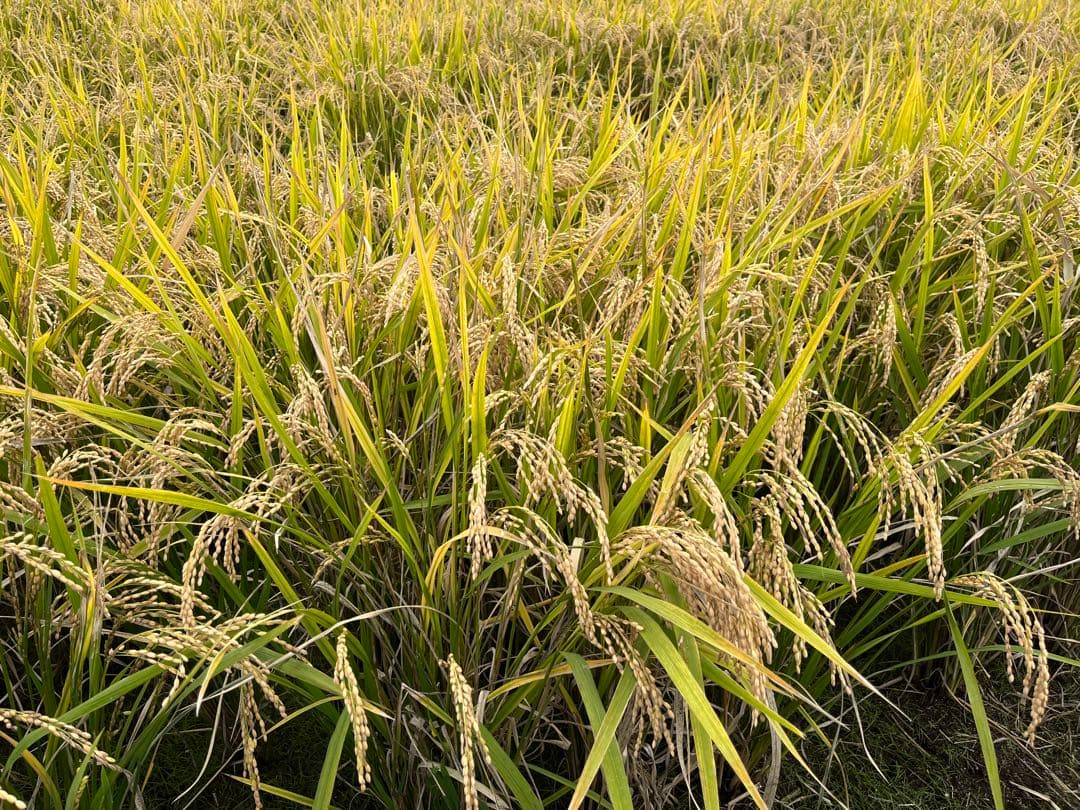 令和7年産コシヒカリ　（玄米10ｋｇ）