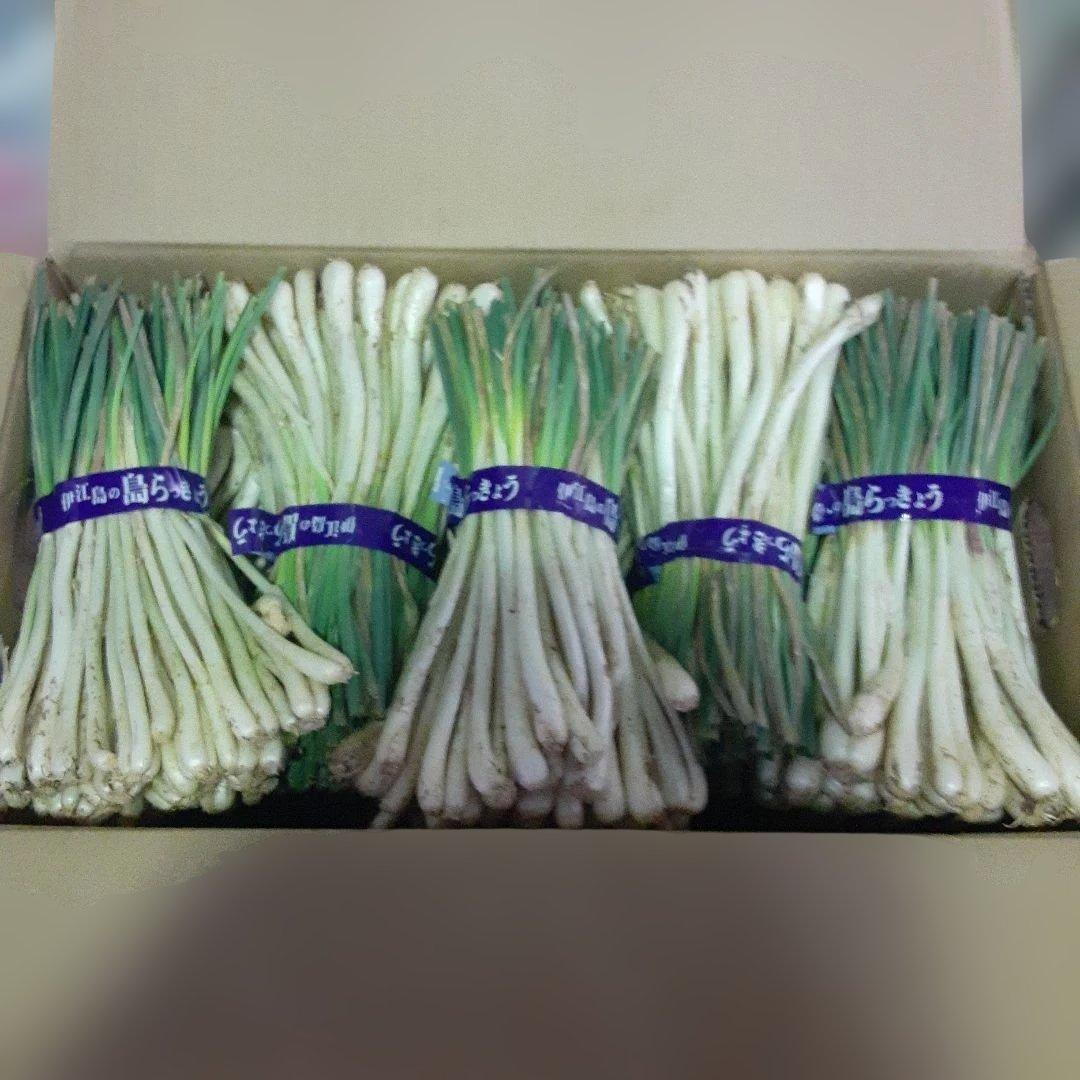 伊江島産♪島らっきょう5㎏