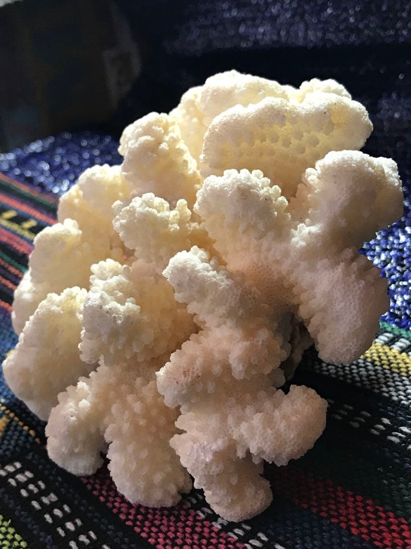 ◉台湾産【白珊瑚/ホワイトコーラル】原木[282