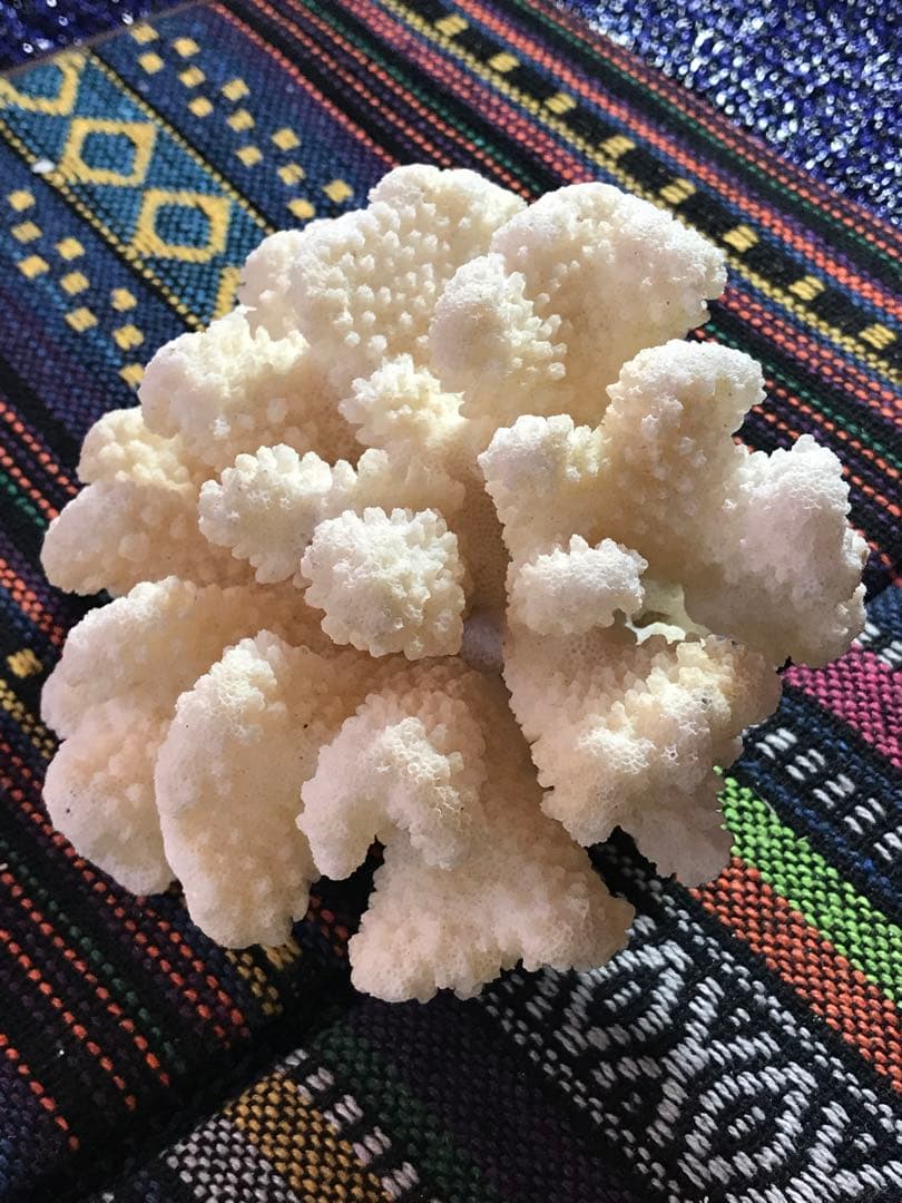 ◉台湾産【白珊瑚/ホワイトコーラル】原木[282