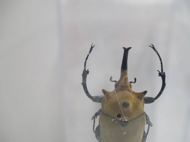 【中古品】昆虫標本　カブトムシ・クワガタ　まとめ売り