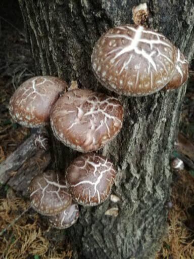 SYさまご予約専用 大分県特産 生どんこ椎茸「秋子」ダブル