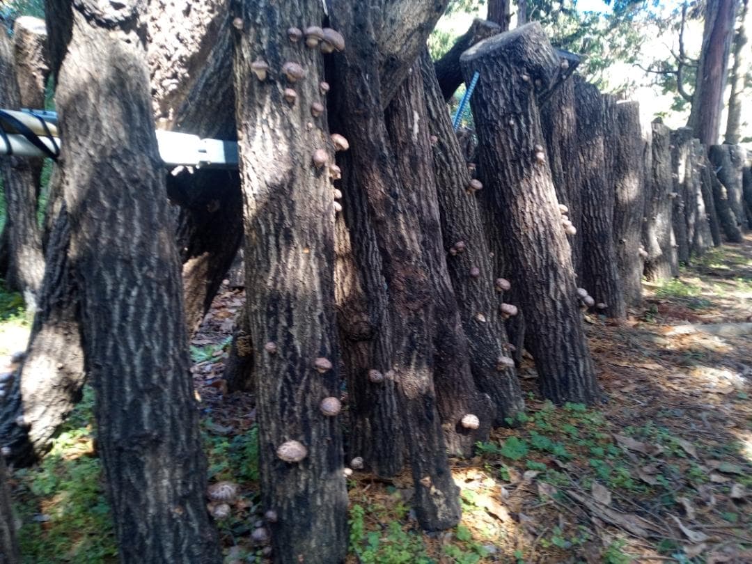 SYさまご予約専用 大分県特産 生どんこ椎茸「秋子」ダブル