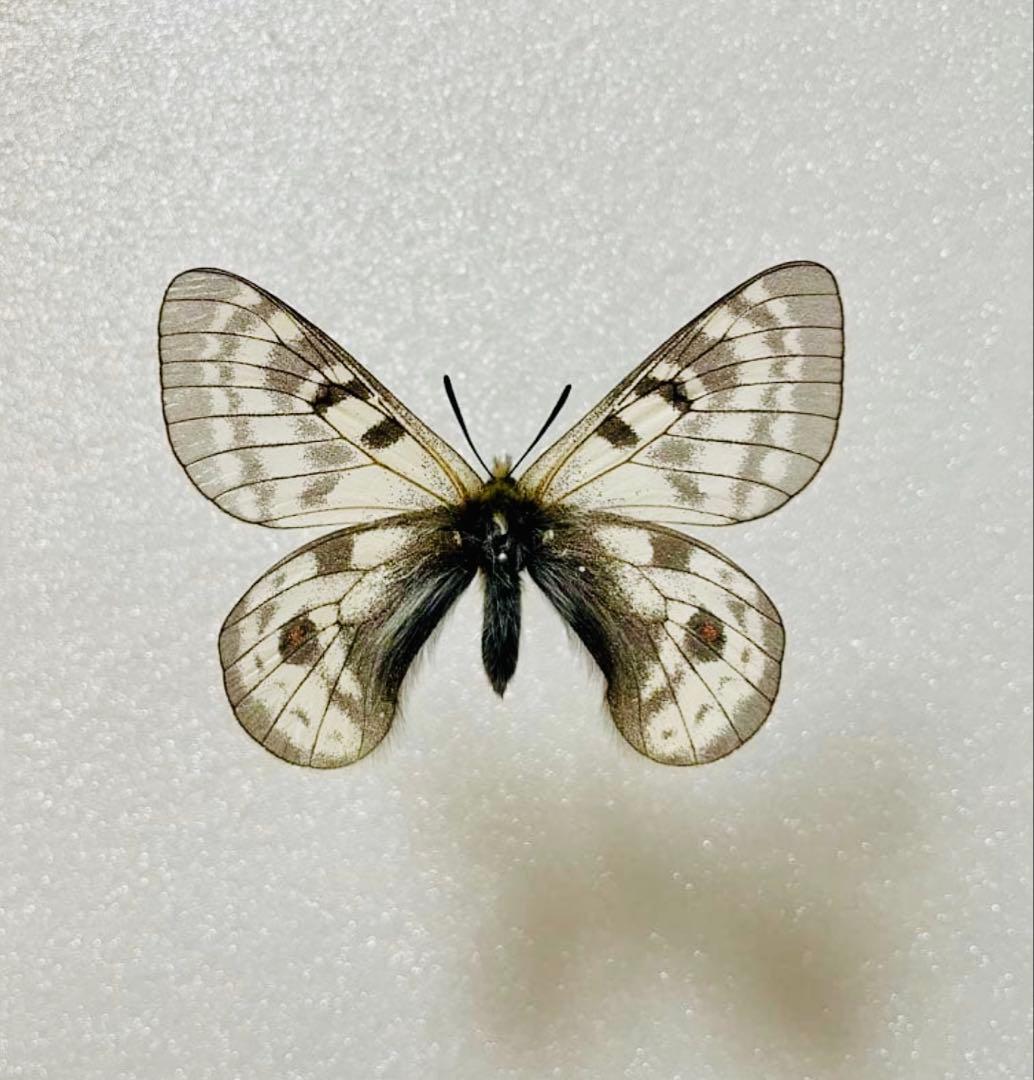 パルナシウス・ヒデ（オス、中国青海省エルラシャン）