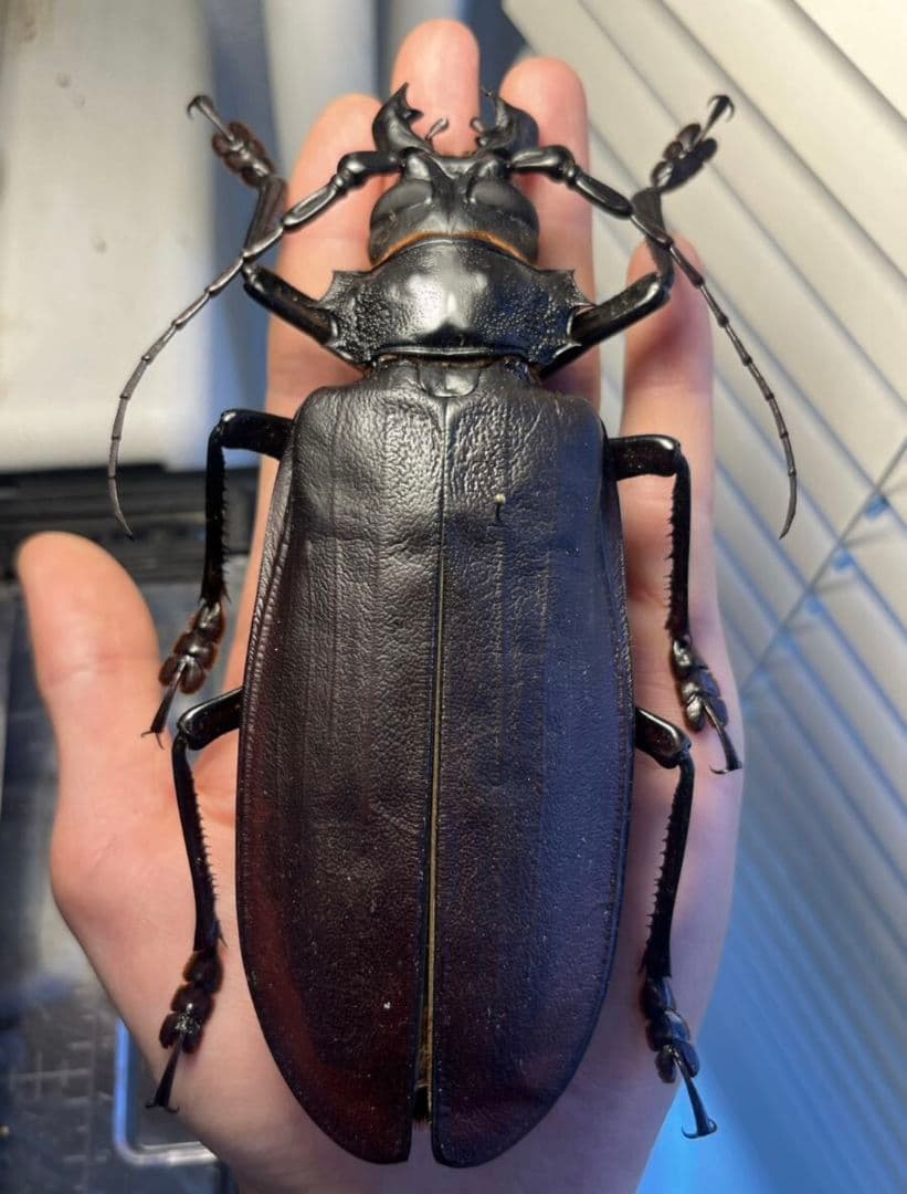 【150mm】タイタンオオウスバカミキリ カブトムシクワガタハナムグリ昆虫標本