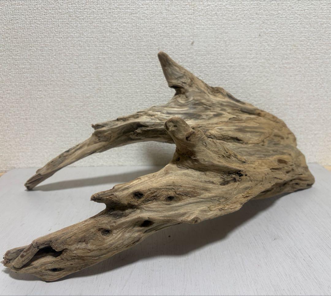 Ｇ86 爬虫類　両生類　シェルター　バスキング　流木