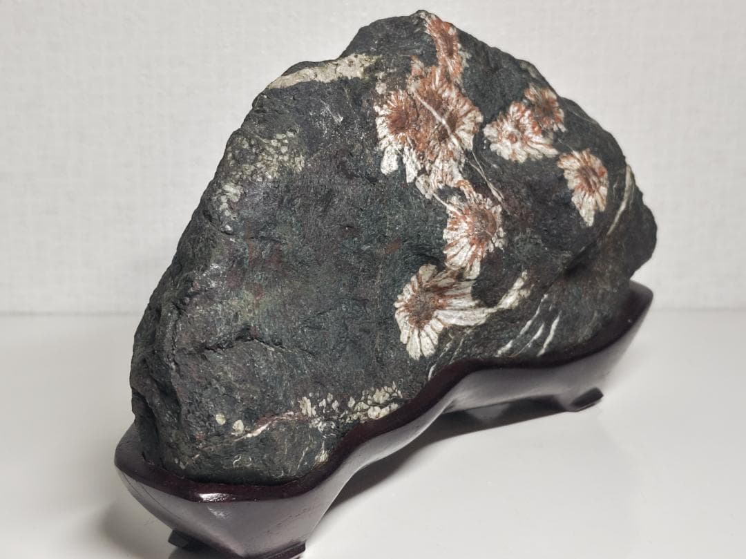 菊花石 2.3kg 紋石 花紋石 原石 鑑賞石 自然石 誕生石 鉱物 鉱石 水石