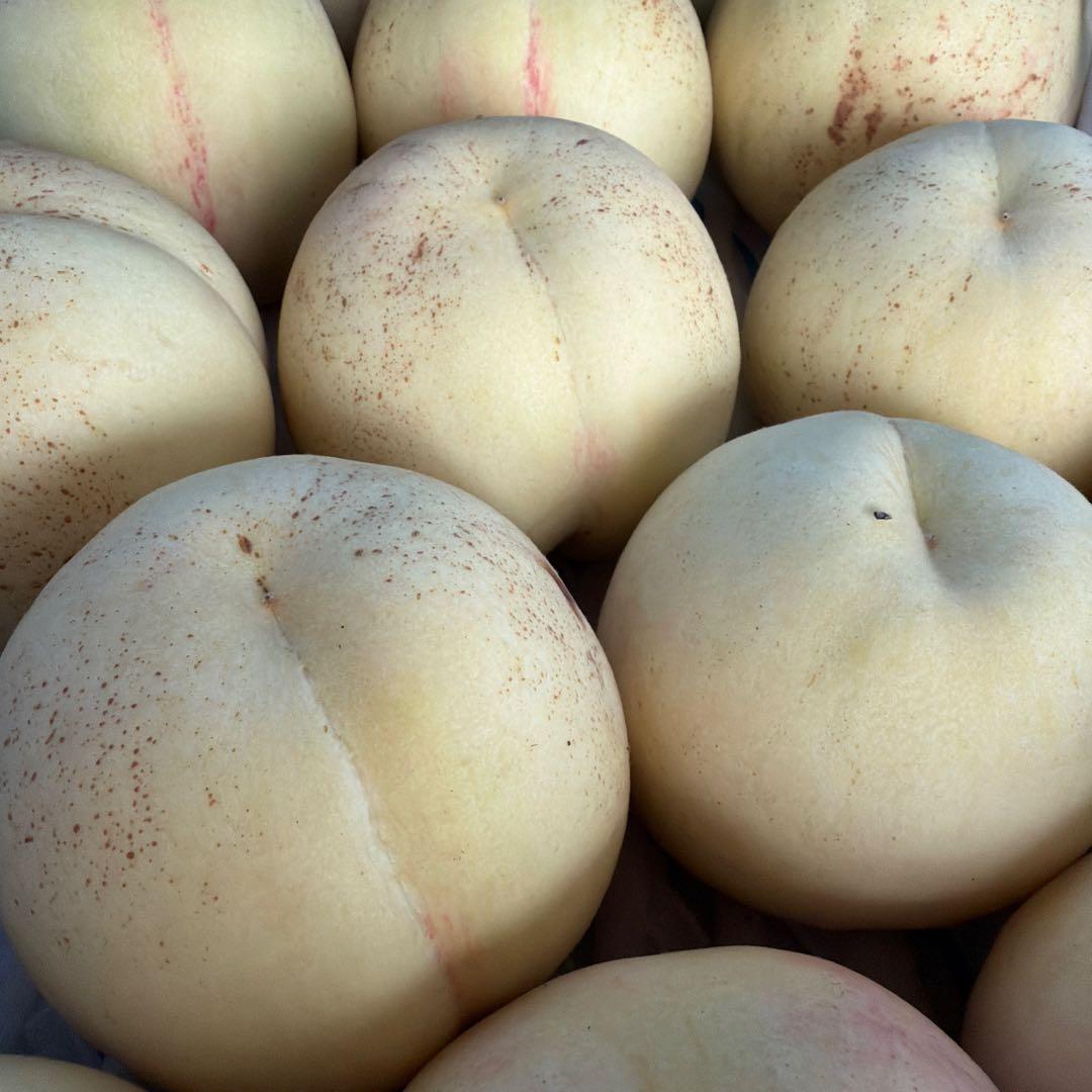 ももちゃん果樹園の桃　幻の桃　CX 5キロ箱！！