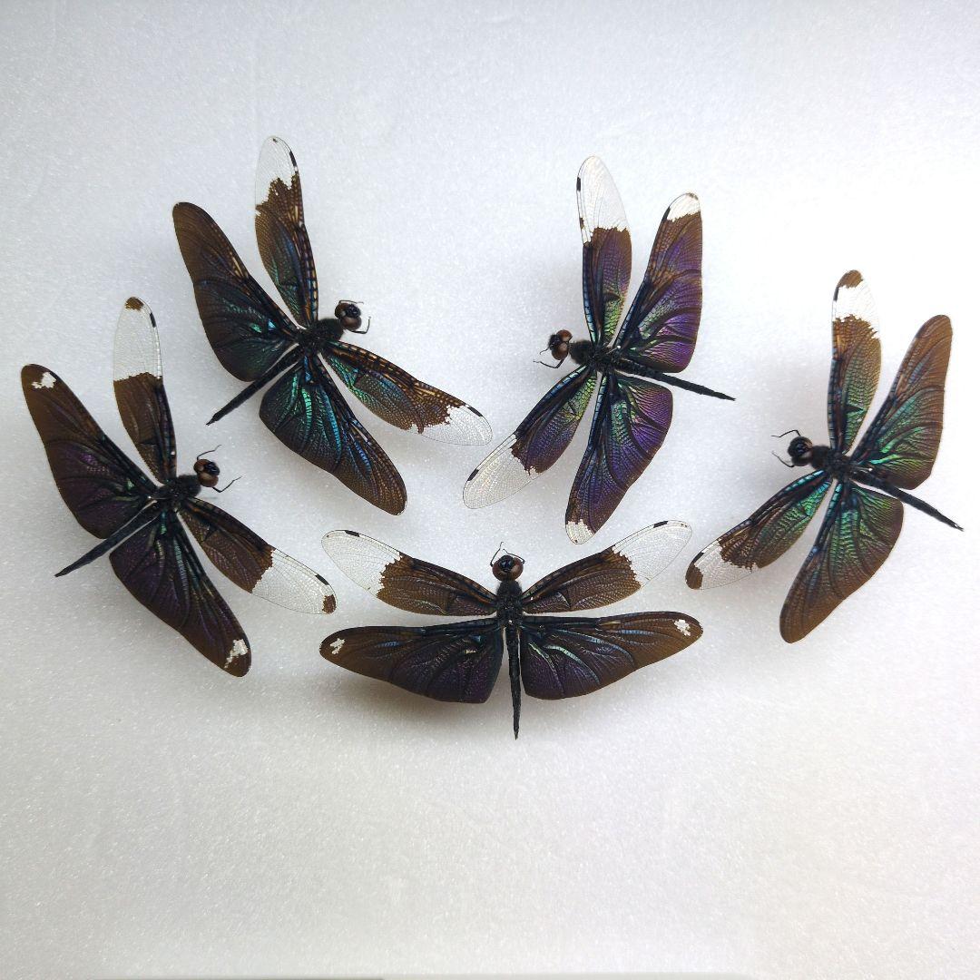 昆虫標本　アカスジベッコウトンボ