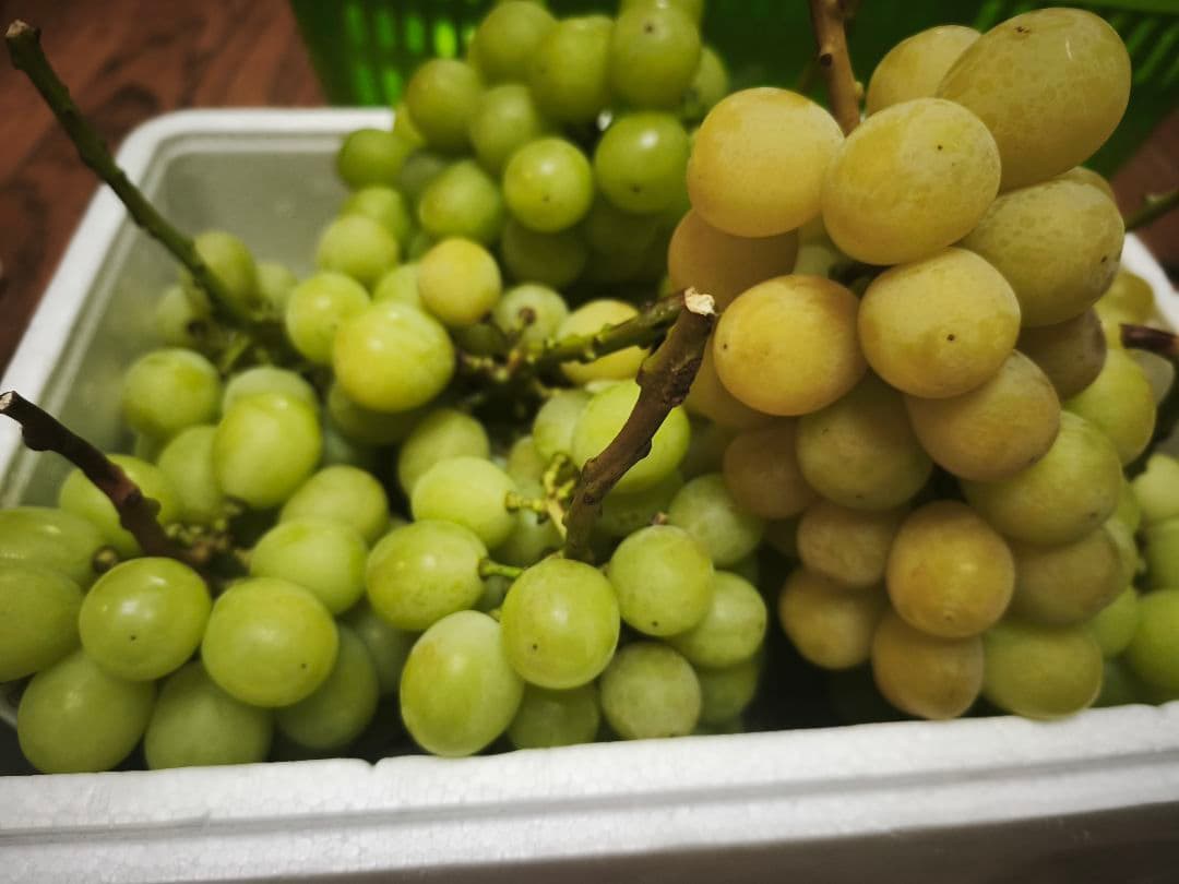 極上シャインマスカット五キロ