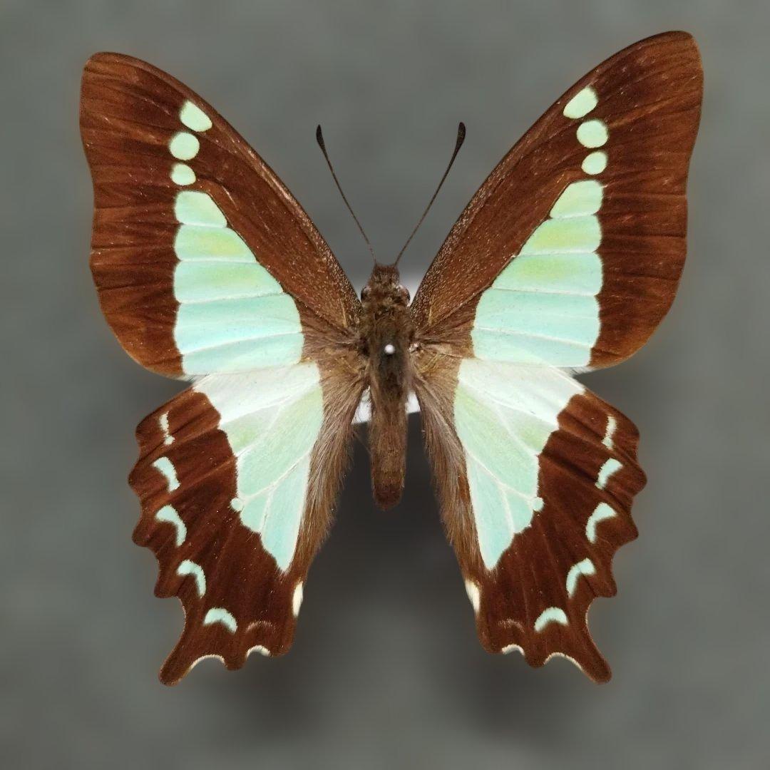 蝶標本　アポタイマイ　珍品タイマイ！！　アオスジアゲハ