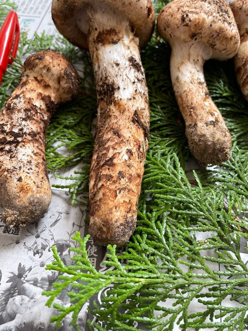 南信州産10月15日採取