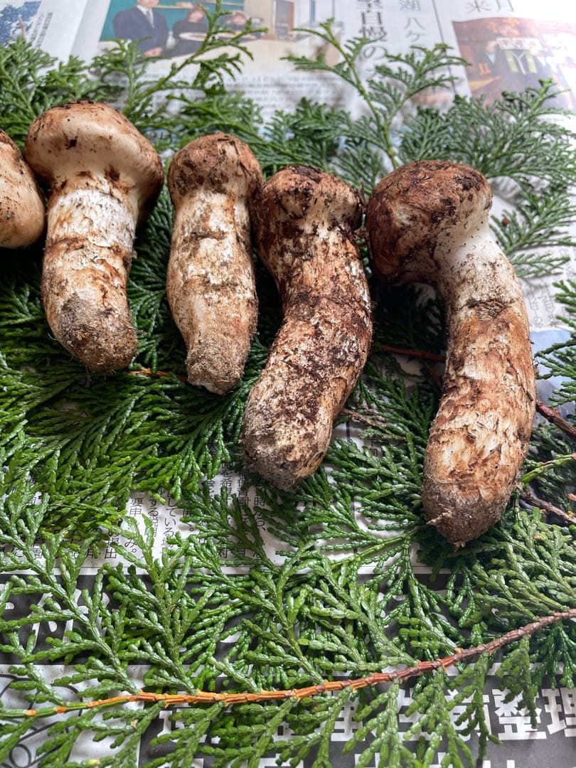 南信州産10月15日採取