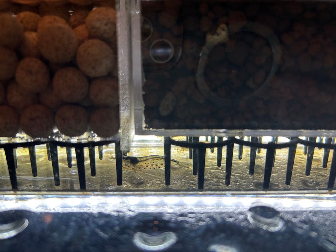 【格安】上部濾過アクアリウム水槽　アクアポニックス（観葉植物）仕様