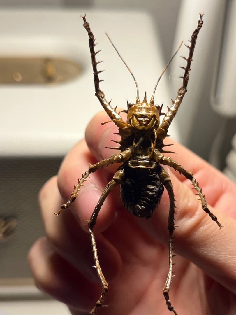 【33mm】アーマードクリケット 武装コオロギ ドラゴンヘッドコオロギ昆虫標本