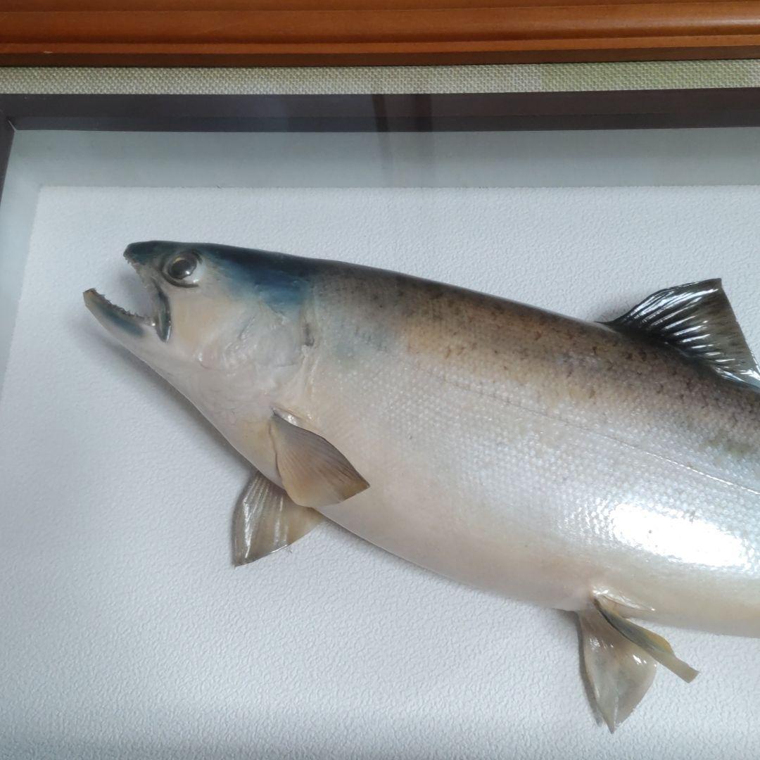 剥製　天然サクラマス　額入り