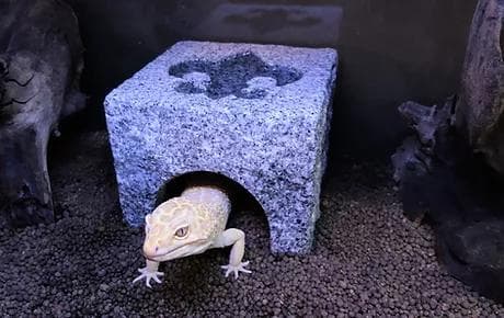 爬虫類　角型シェルター　6