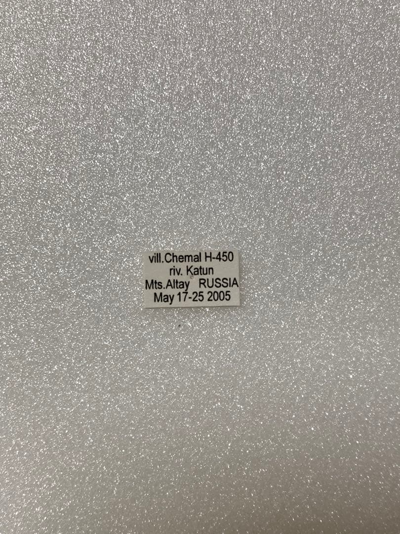 【赤型の異常型】コリアス（1メス・ロシア産）