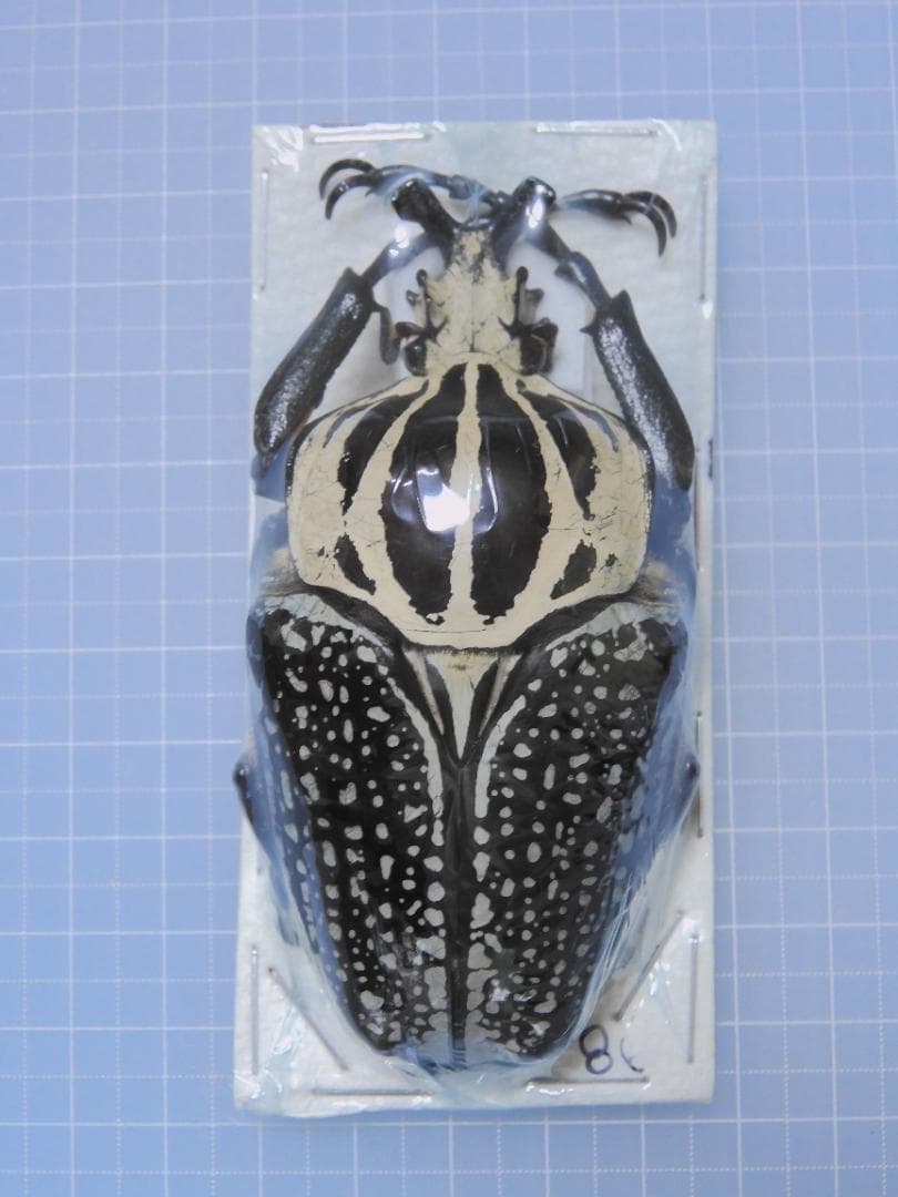 標本 Congo Goliathus orientalis 87mm black