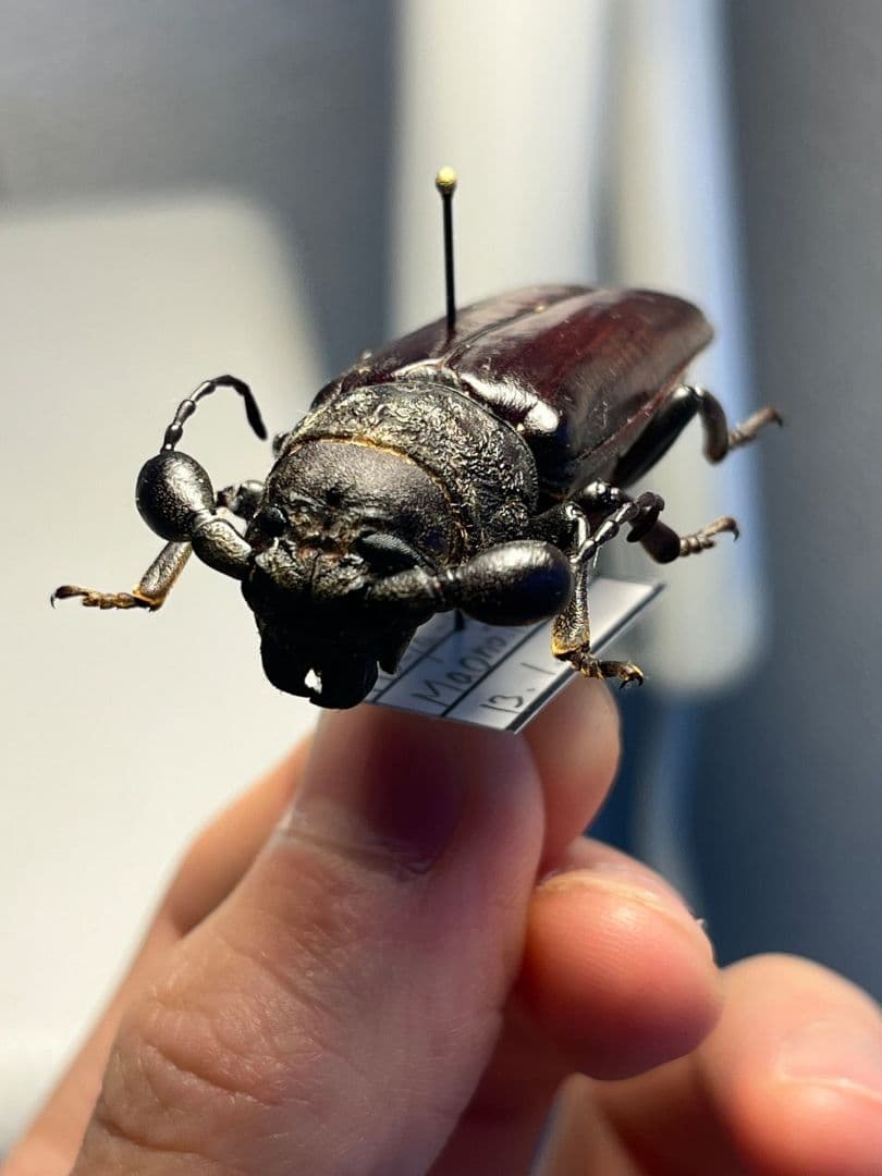 【一属一種】Bolbotritus bainesiウスバカミキリ 昆虫標本