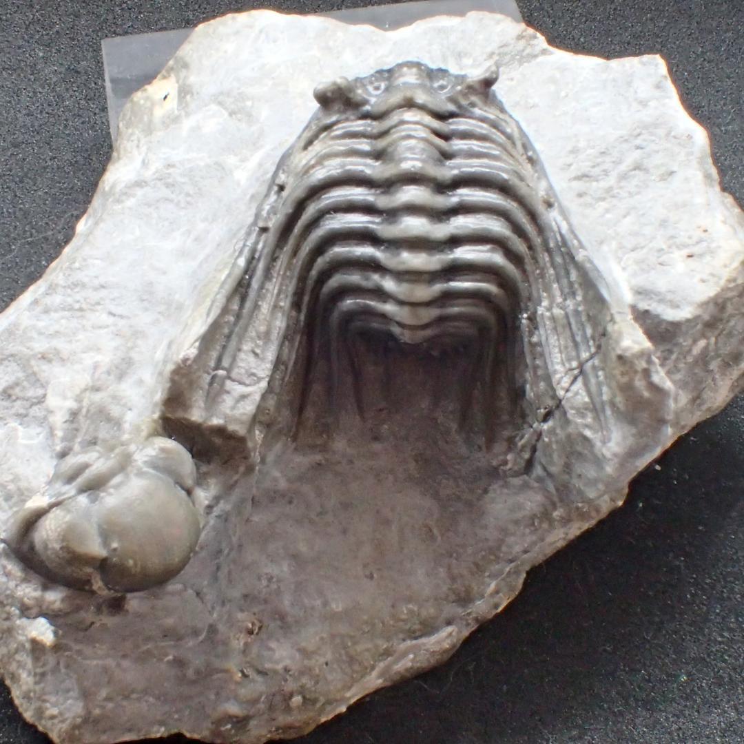 三葉虫の化石 美麗 ケットネラスピス モロッコ産 本物保証