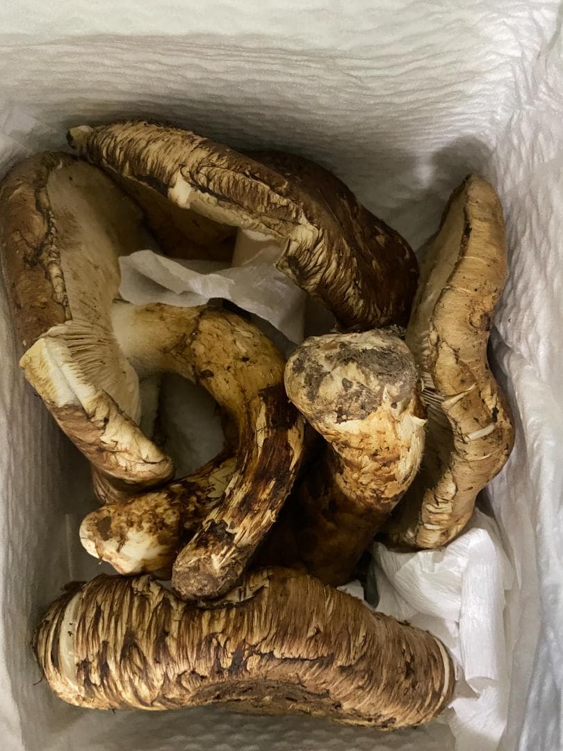 松茸１ｋｇ・今年最後の２ｋｇの内の１ｋｇ