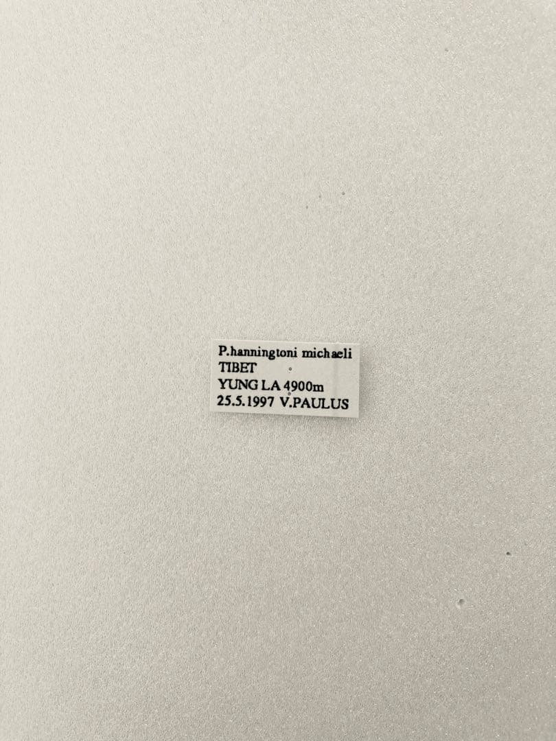 【パルナシウス】ハニングトン・ミカエル（1ペア・チベット産）