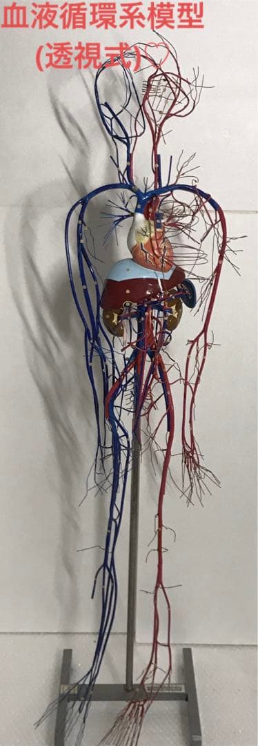 血液循環系模型 (透視式)♡