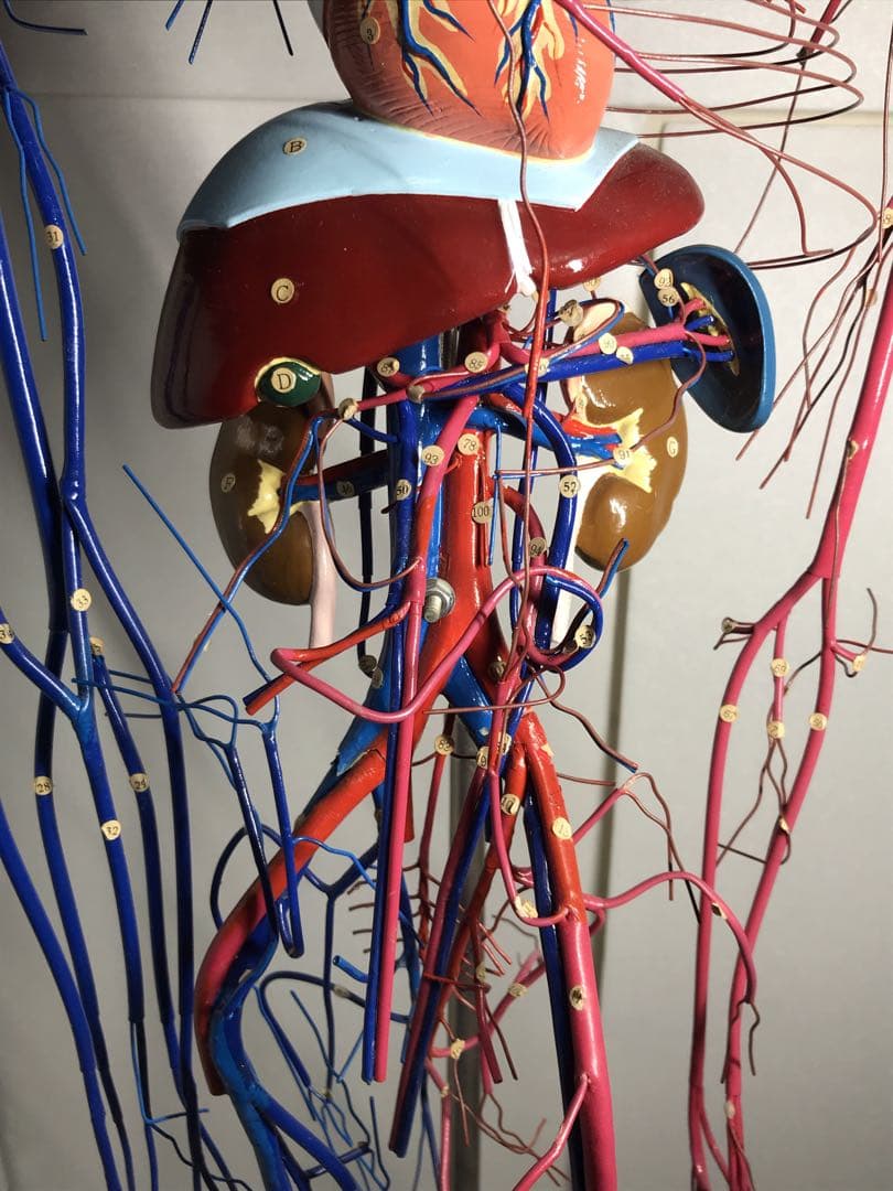 血液循環系模型 (透視式)♡
