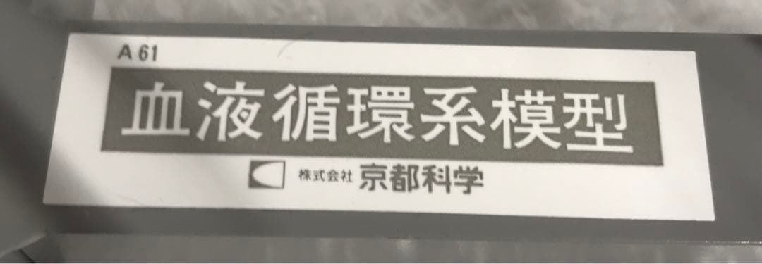 血液循環系模型 (透視式)♡