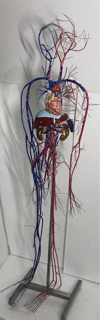 血液循環系模型 (透視式)♡