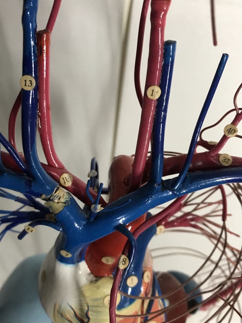 血液循環系模型 (透視式)♡