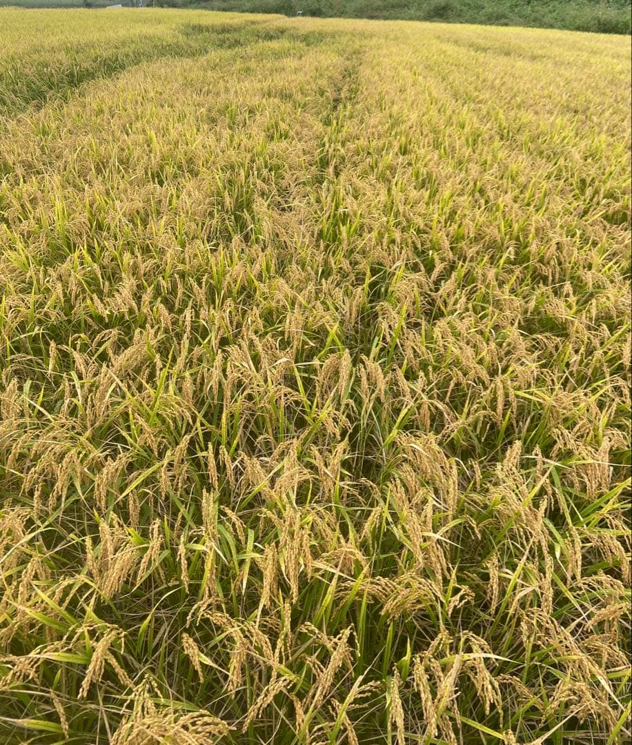Natural farming自然栽培玄米 シュタイナー教育 腸脳相関 食養生