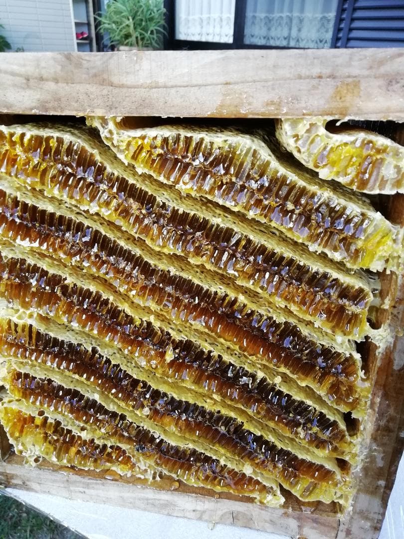 あんずさま専用品『100％純粋春蜜の2瓶セット』《幻の天然完熟百花蜜》