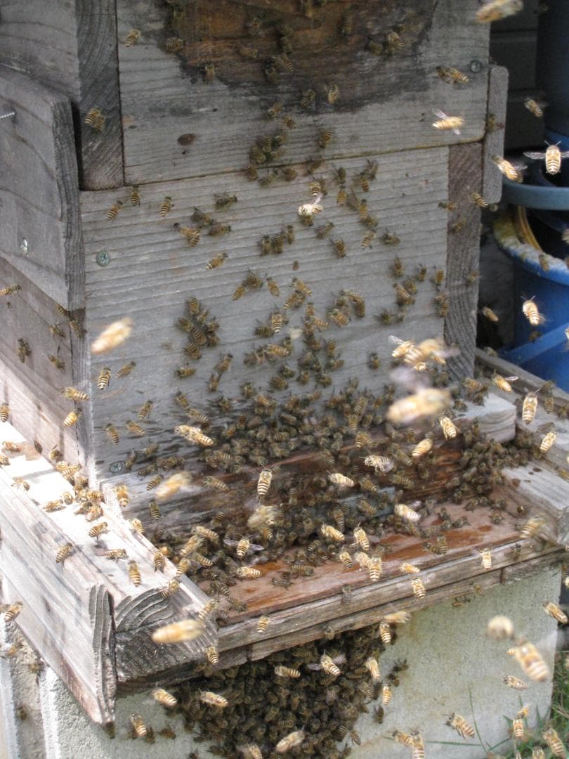 あんずさま専用品『100％純粋春蜜の2瓶セット』《幻の天然完熟百花蜜》