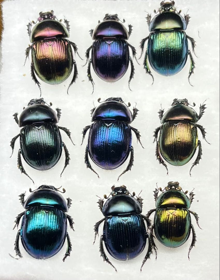 大特価 オオセンチ/センチ/レインボーセンチ82匹 +赤系18匹＋オマケ