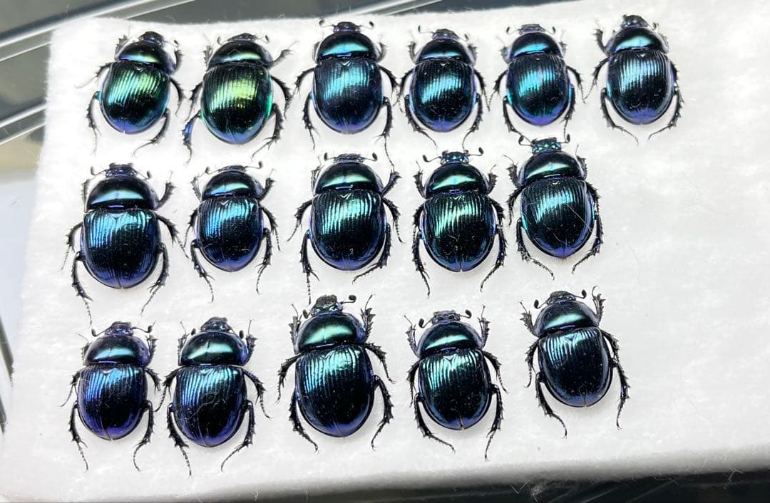 大特価 オオセンチ/センチ/レインボーセンチ82匹 +赤系18匹＋オマケ