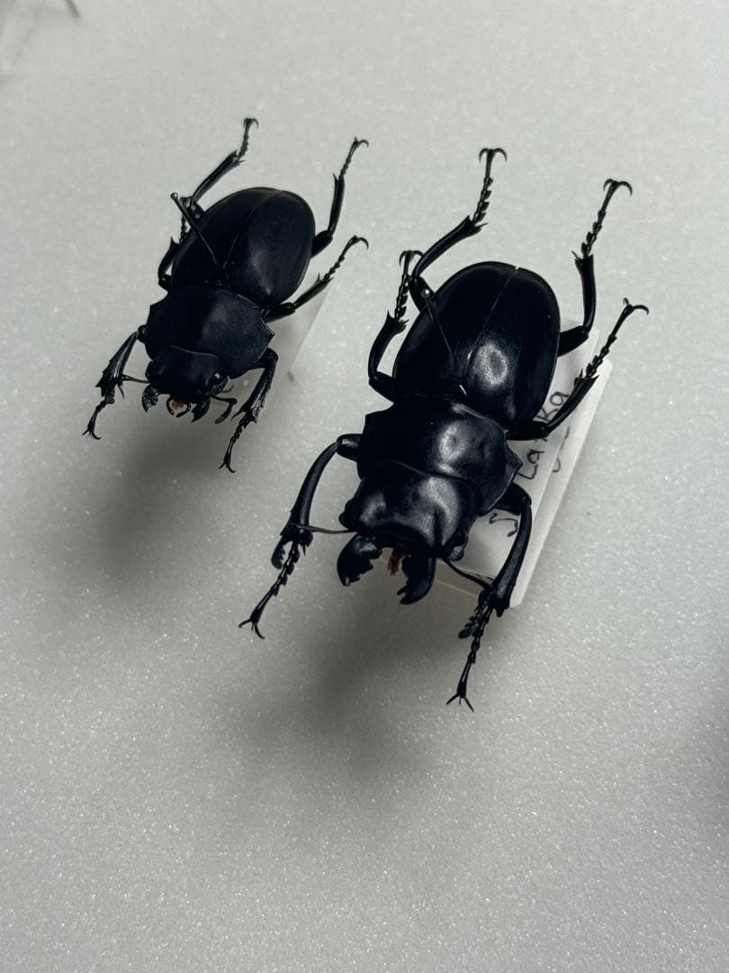 【野外標本】ニグリータツヤクワガタ ペア Odontolabis nigrita