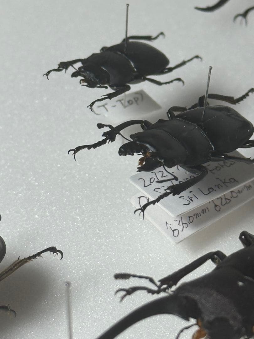 【野外標本】ニグリータツヤクワガタ ペア Odontolabis nigrita